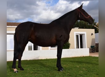 PRE, Mare, 19 years, 15,2 hh, Brown