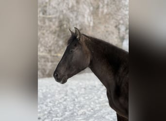 PRE, Mare, 19 years, 15.2 hh, Grullo