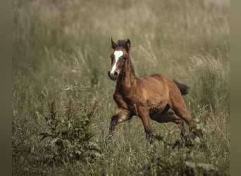 PRE, Mare, 19 years, 15.2 hh, Grullo
