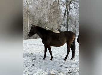 PRE, Mare, 19 years, 15.2 hh, Grullo