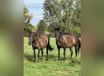 PRE, Mare, 19 years, 15.2 hh, Grullo