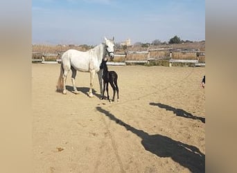 PRE, Mare, 19 years, 17 hh, Gray