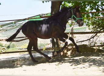 PRE, Mare, 1 year, 13.1 hh, Black