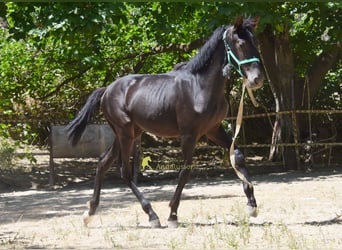 PRE, Mare, 1 year, 13.1 hh, Black