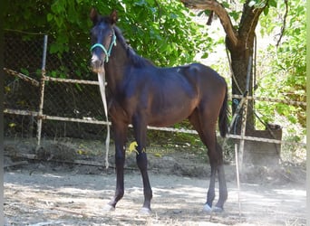 PRE, Mare, 1 year, 13.1 hh, Black
