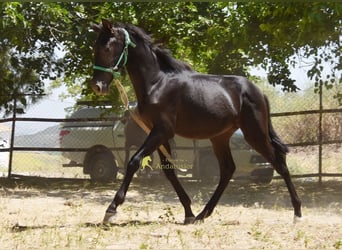 PRE, Mare, 1 year, 13.1 hh, Black