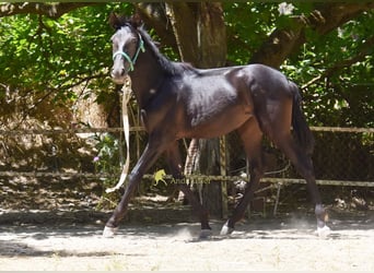 PRE, Mare, 1 year, 13.1 hh, Black