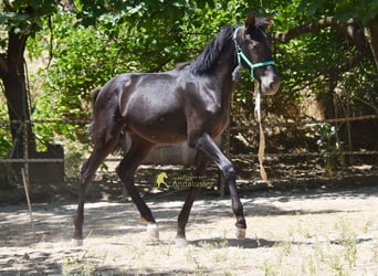 PRE, Mare, 1 year, 13.1 hh, Black