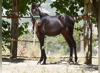 PRE, Mare, 1 year, 13.1 hh, Black