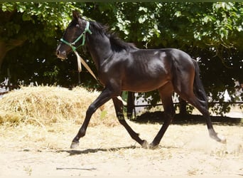 PRE, Mare, 1 year, 13.1 hh, Black