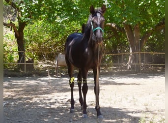 PRE, Mare, 1 year, 13.1 hh, Black