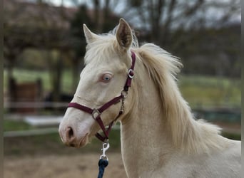 PRE, Mare, 1 year, 13.1 hh, Perlino