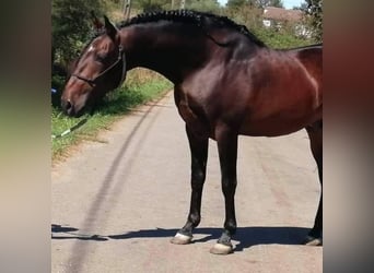 PRE, Mare, 1 year, 13,2 hh, Black