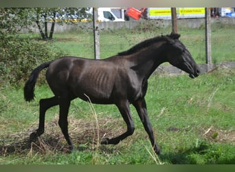 PRE, Mare, 1 year, 13,2 hh, Black