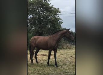 PRE, Mare, 1 year, 13,2 hh, Black