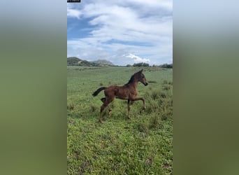 PRE, Mare, 1 year, 13,3 hh, Smoky-Black