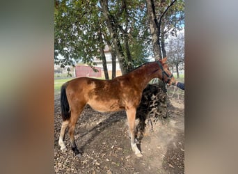 PRE, Mare, 1 year, 14,1 hh, Bay