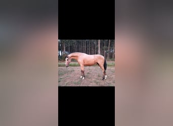 PRE, Mare, 1 year, 14,1 hh, Bay