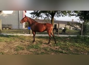 PRE, Mare, 1 year, 14,1 hh, Bay