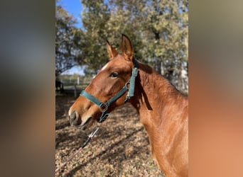 PRE, Mare, 1 year, 14,1 hh, Bay