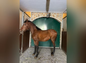 PRE, Mare, 1 year, 14,1 hh, Brown