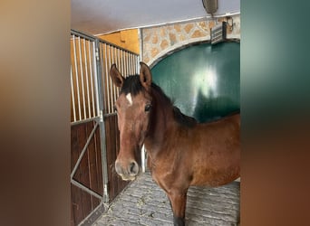 PRE, Mare, 1 year, 14,1 hh, Brown