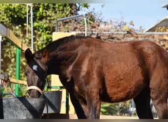 PRE, Mare, 1 year, 14,1 hh, Chestnut