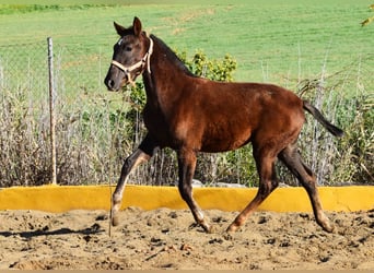 PRE, Mare, 1 year, 14,1 hh, Chestnut