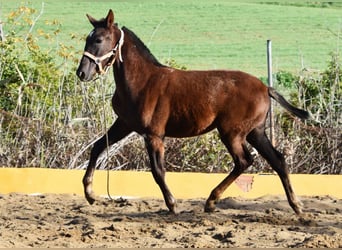 PRE, Mare, 1 year, 14,1 hh, Chestnut