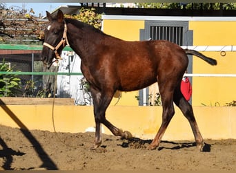 PRE, Mare, 1 year, 14,1 hh, Chestnut