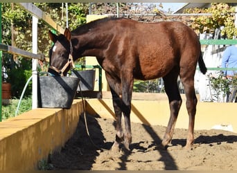 PRE, Mare, 1 year, 14,1 hh, Chestnut