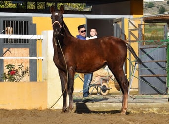 PRE, Mare, 1 year, 14,1 hh, Chestnut