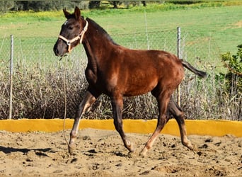 PRE, Mare, 1 year, 14,1 hh, Chestnut