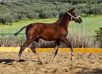 PRE, Mare, 1 year, 14,1 hh, Chestnut