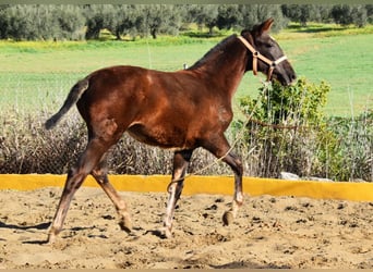 PRE, Mare, 1 year, 14,1 hh, Chestnut