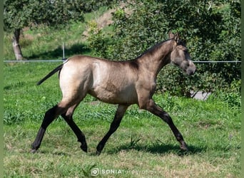 PRE Mix, Mare, 1 year, 14.1 hh, Dun
