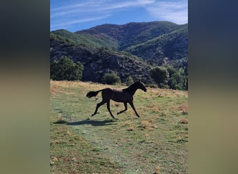 PRE, Mare, 1 year, 14.2 hh, Black