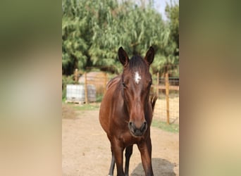 PRE Mix, Mare, 1 year, 14.2 hh, Brown