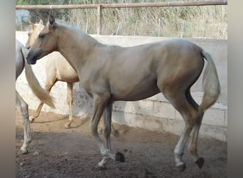 PRE, Mare, 1 year, 14.2 hh, Palomino