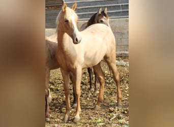 PRE, Mare, 1 year, 14.2 hh, Palomino