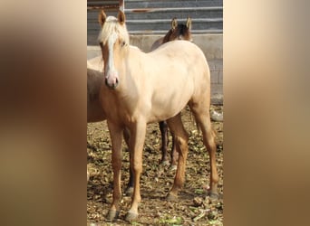 PRE, Mare, 1 year, 14.2 hh, Palomino