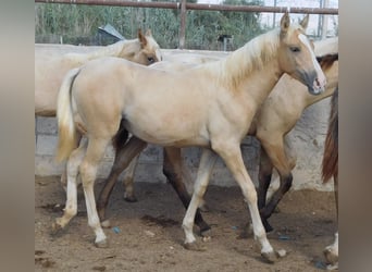 PRE, Mare, 1 year, 14.2 hh, Palomino