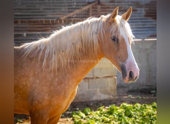 PRE, Mare, 1 year, 14.2 hh, Palomino