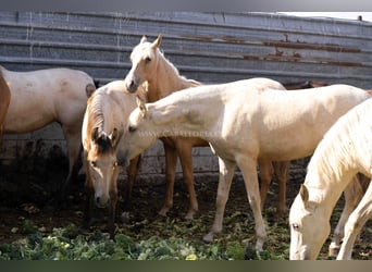 PRE, Mare, 1 year, 14.2 hh, Palomino