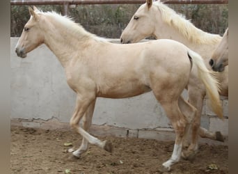 PRE, Mare, 1 year, 14.2 hh, Palomino