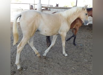 PRE, Mare, 1 year, 14.2 hh, Palomino