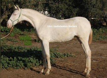 PRE, Mare, 1 year, 14.2 hh, Perlino