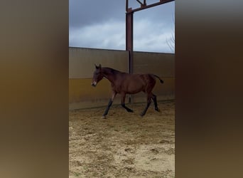PRE, Mare, 1 year, 14.3 hh, Brown