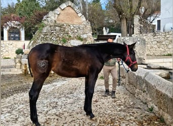 PRE, Mare, 1 year, 14,2 hh, Bay-Dark