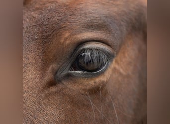 PRE Mix, Mare, 1 year, 14,2 hh, Brown